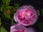Muscosa